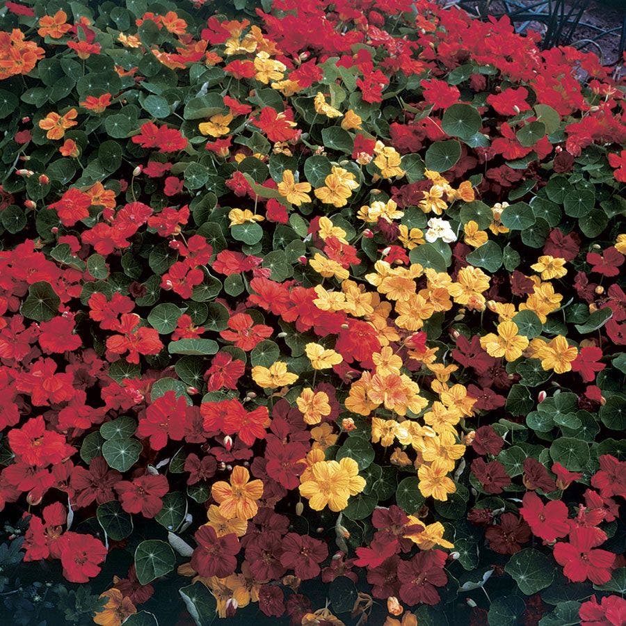 Park Seed Fragrant Giants Nasturtium Seeds