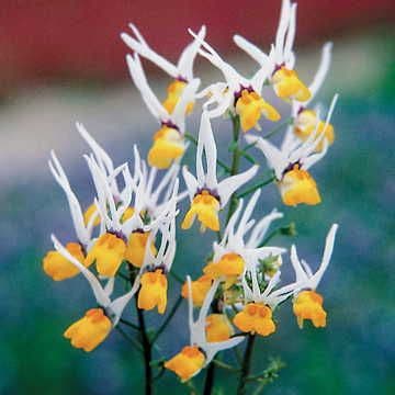 'Masquerade' Nemesia Flower Seeds