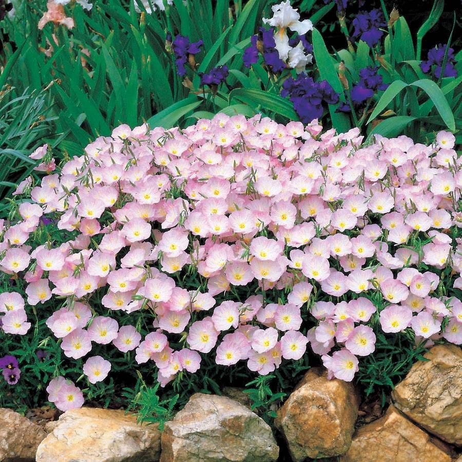 planting evening primrose seeds Evening Primrose Seeds