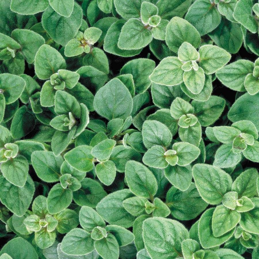 planting oregano seeds Greek Oregano Seeds