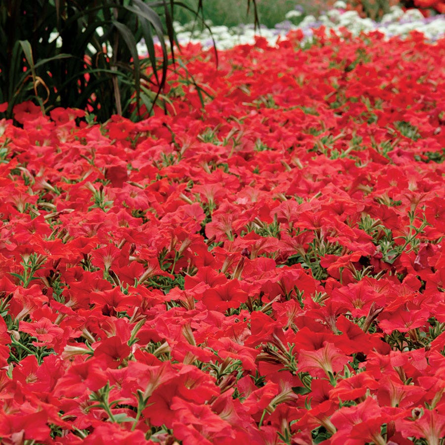 Easy Wave® Red Hybrid Petunia Seeds