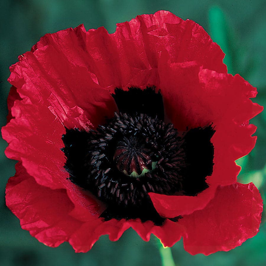 red flower with black seeds Great Scarlet Poppy Seeds – Park Seed