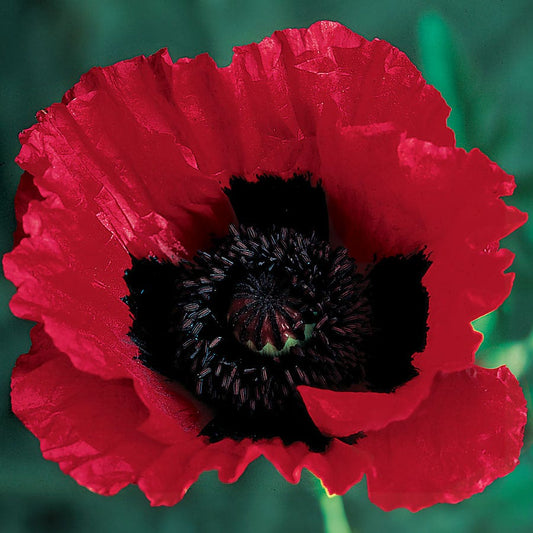 Great Scarlet Poppy Seeds