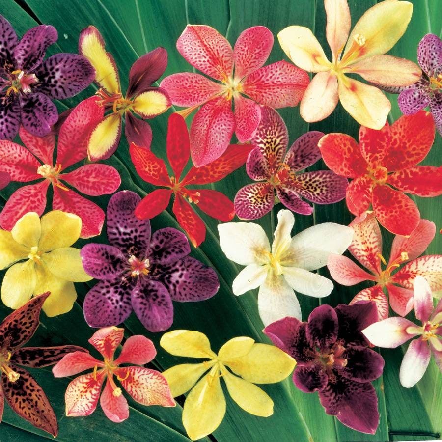 candy lily flower Park Seed Candy Lily Seeds