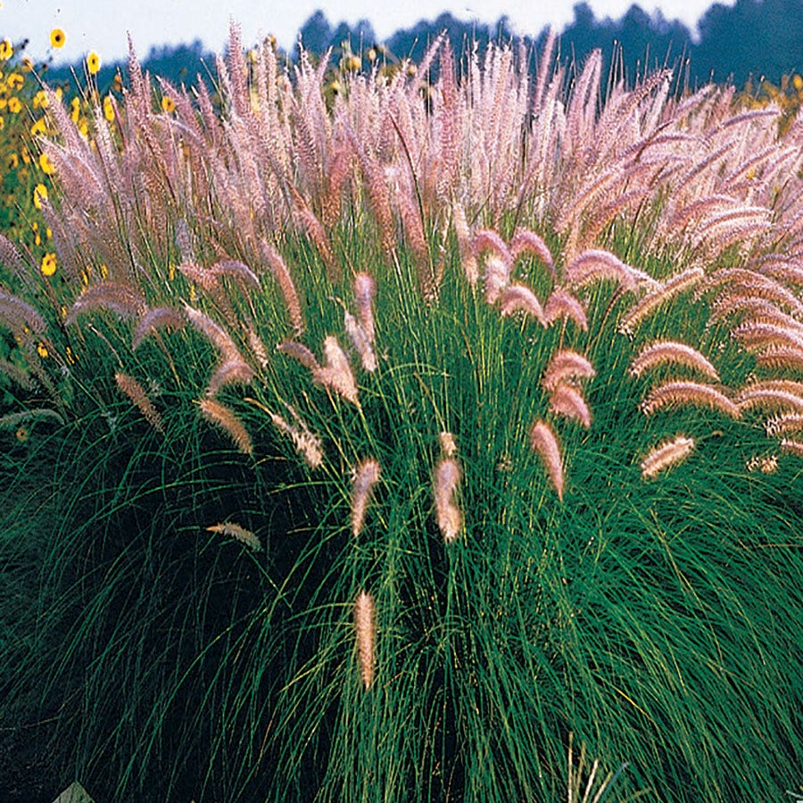 grass seeds for garden Fountain Grass Seeds – Park Seed