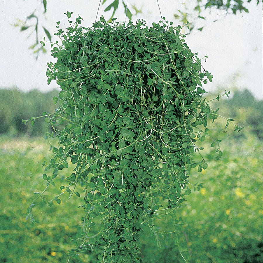 hanging peppermint plant Pennyroyal Seeds – Park Seed