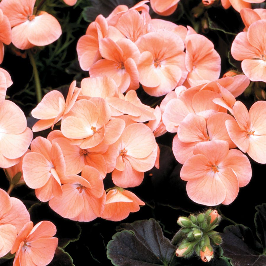 black geranium seeds Black Velvet Salmon Hybrid Geranium Seeds