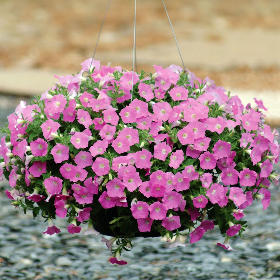 flower seeds petunias Wave® Pink Petunia Seeds