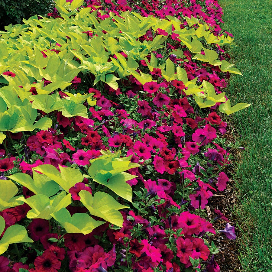Wave® Purple Classic Hybrid Petunia Seeds