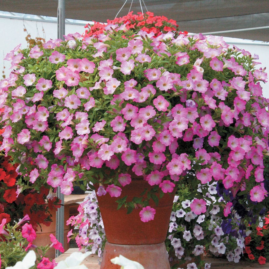 Opera Supreme Pink Morn Petunia Seeds