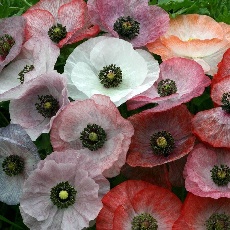 poppy seeds from which plant 'Mother of Pearl' Poppy Seeds