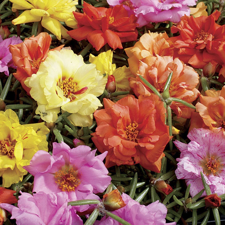 moss rose seeds near me Sundial Mix Hybrid Moss Rose Seeds