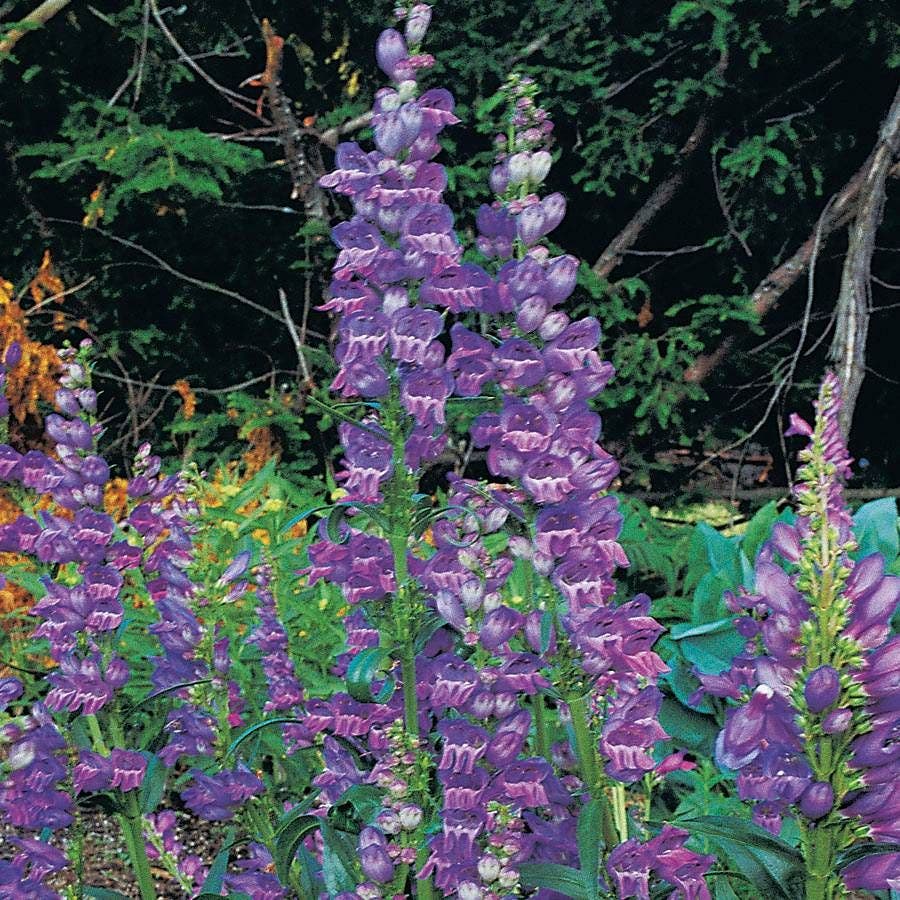 Rocky Mountain Penstemon Seeds