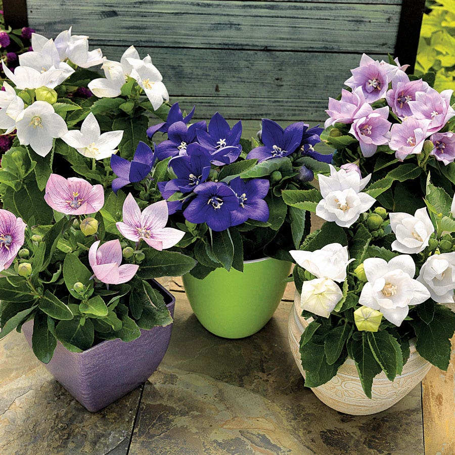 white balloon flower seeds Astra Mix Balloon Flower Seeds
