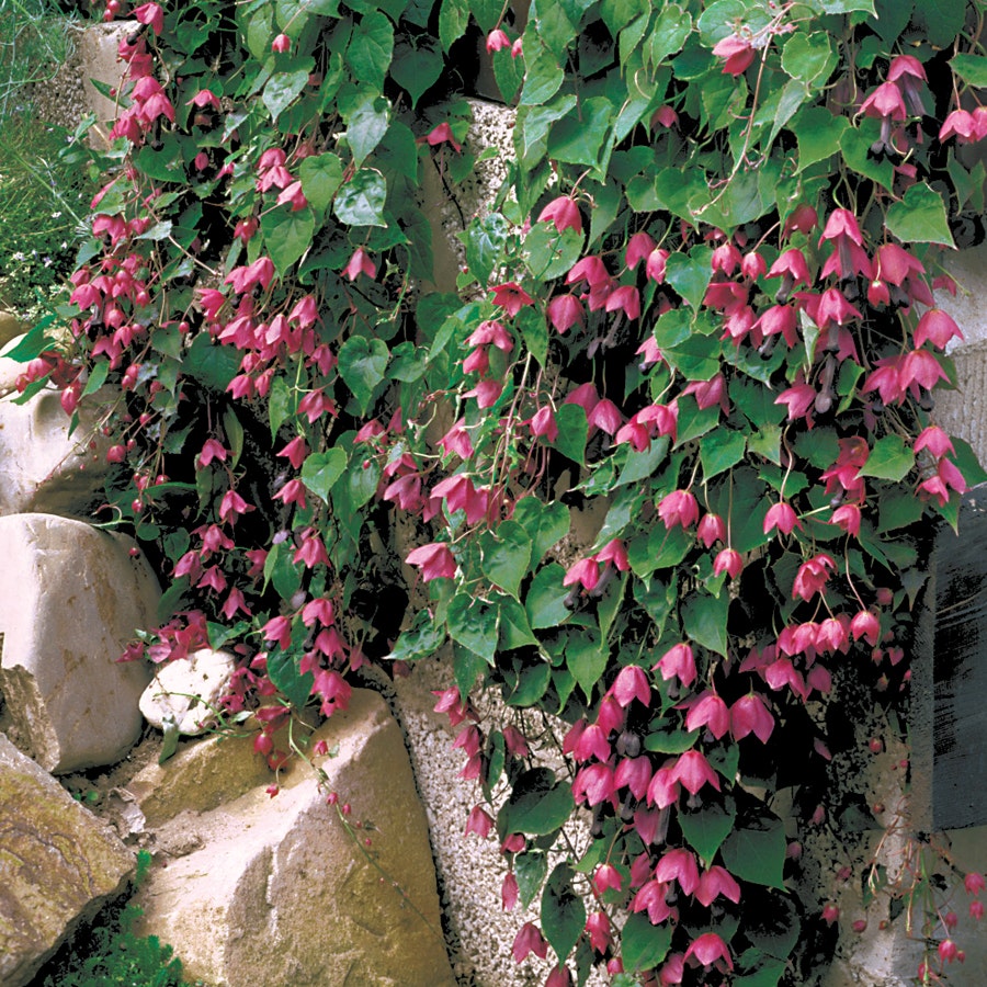Purple Bell Vine Seeds
