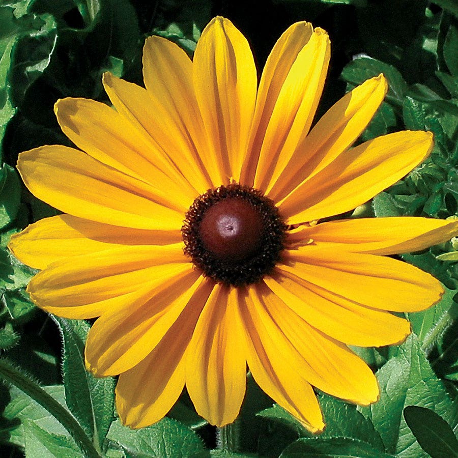 indian summer flower seeds Indian Summer Rudbeckia Seeds