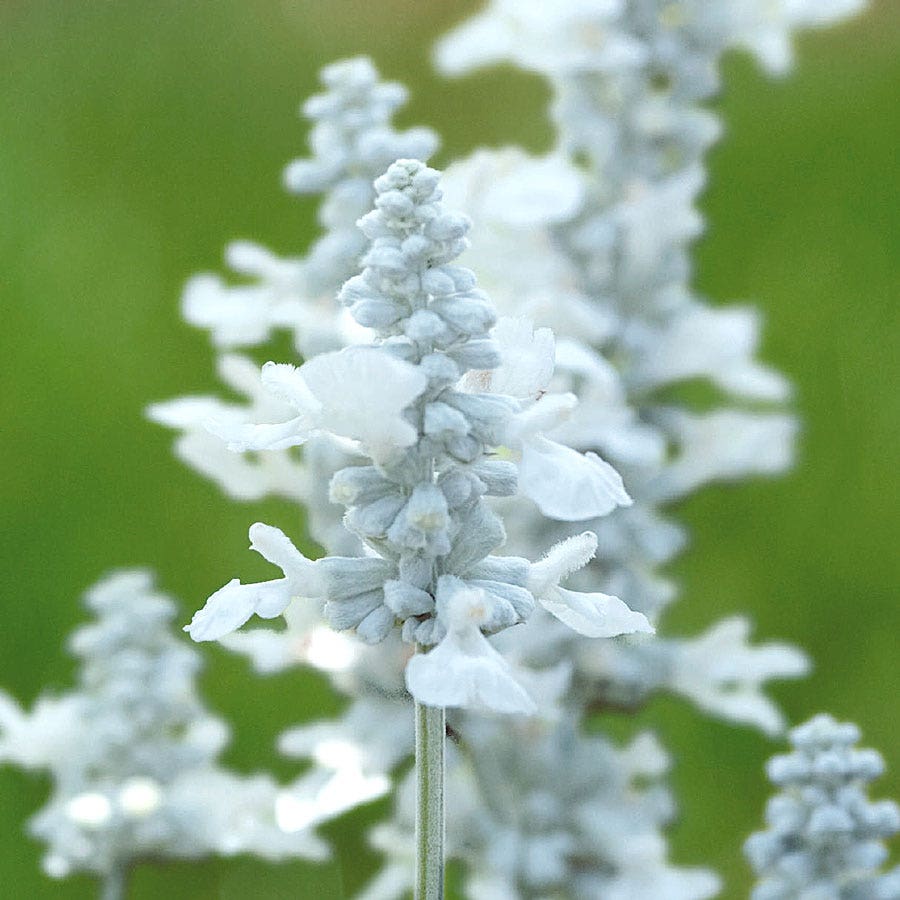 planting salvias seeds Evolution® White Salvia Seeds