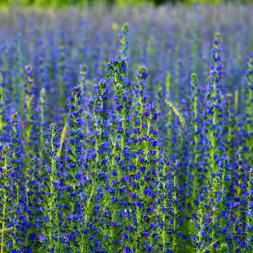 Blue Queen Salvia Seeds