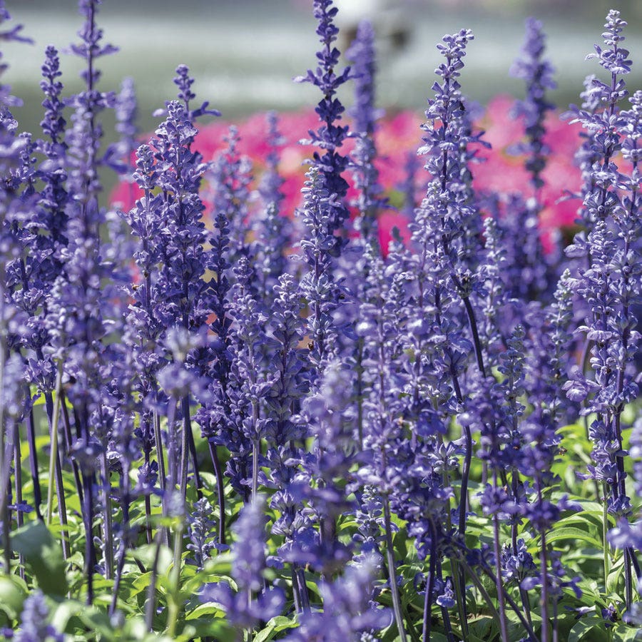 salvia flower seeds Evolution® Violet Salvia Seeds