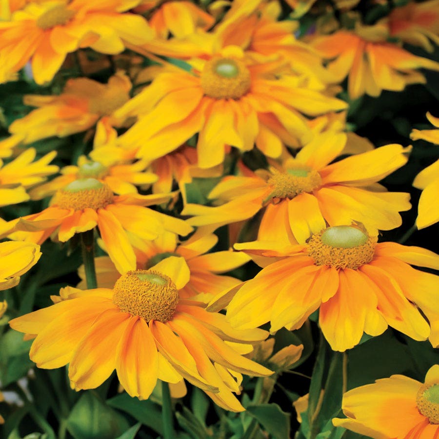 Prairie Sun Rudbeckia Seeds