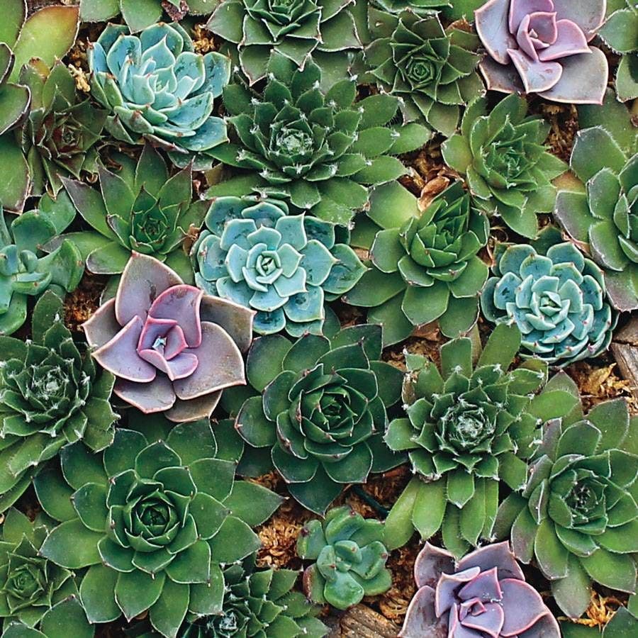 hen and chick succulents Hens & Chicks Hardy Succulent Blend Seeds
