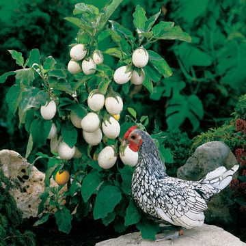 garden plants seeds Easter Egg Plant Seeds