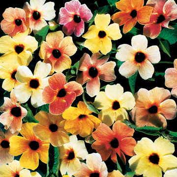 planting thunbergia seeds Sunrise Surprise Black-Eyed Susan Vine Thunbergia Seeds