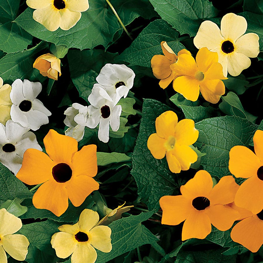 planting thunbergia seeds Susie™ Mix Black-Eyed Susan Vine Thunbergia Seeds