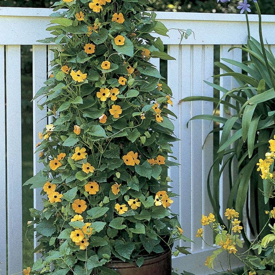 black eyed susan planting from seed Black-Eyed Susan Vine Seeds