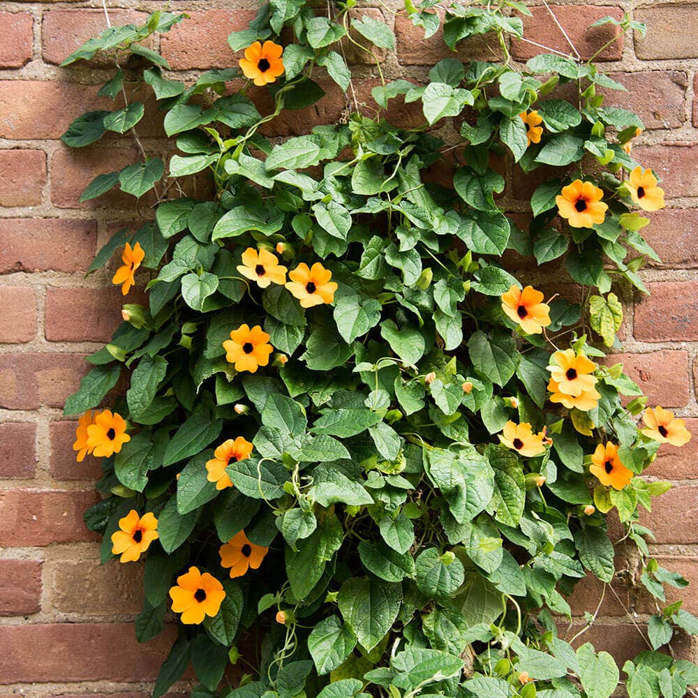 Black-Eyed Susan Vine Seeds