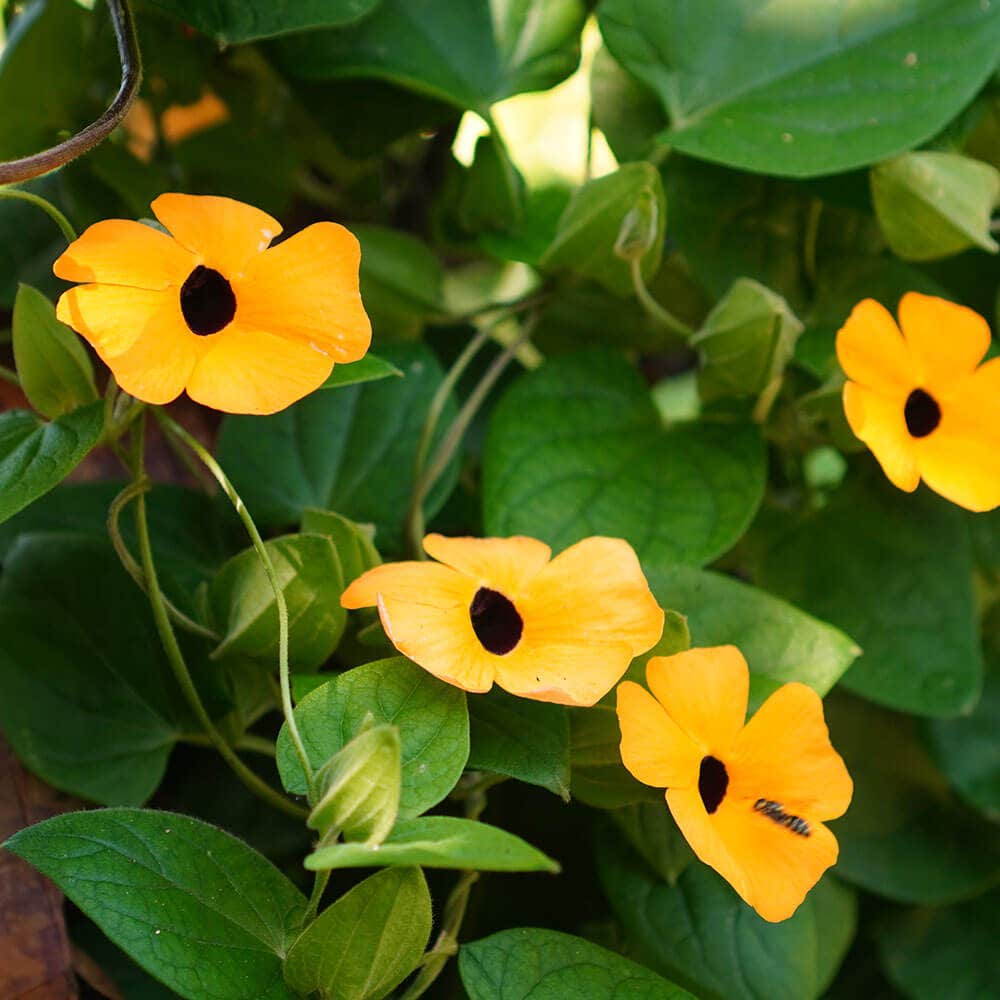 Black-Eyed Susan Vine Seeds