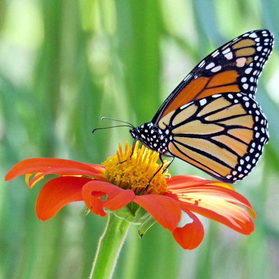 Fiesta del Sol Mexican Sunflower Seeds