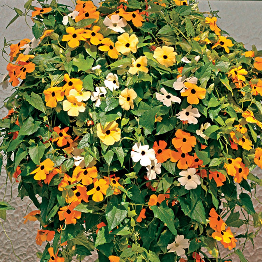 black flower seed mix Susie™ Mix Black-Eyed Susan Vine Thunbergia Seeds