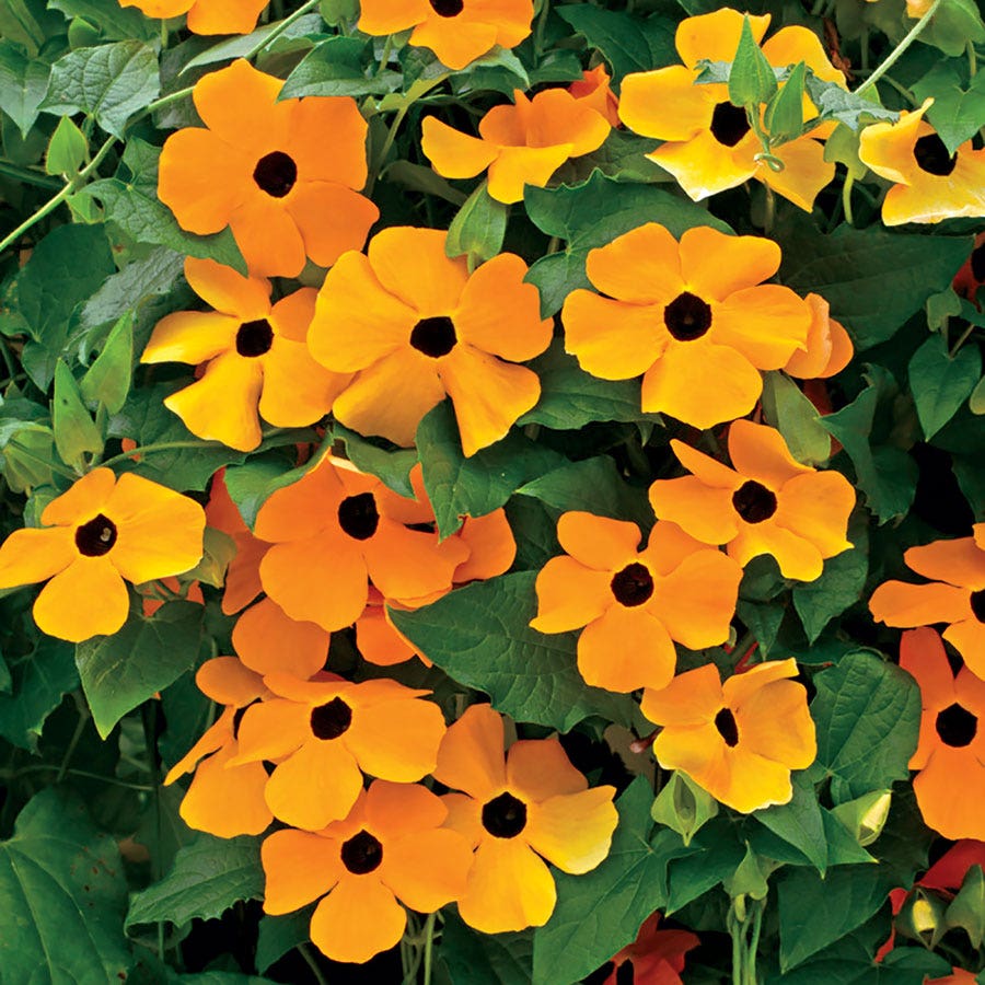 planting thunbergia seeds Susie™ Orange Black-Eyed Susan Vine Thunbergia Seeds