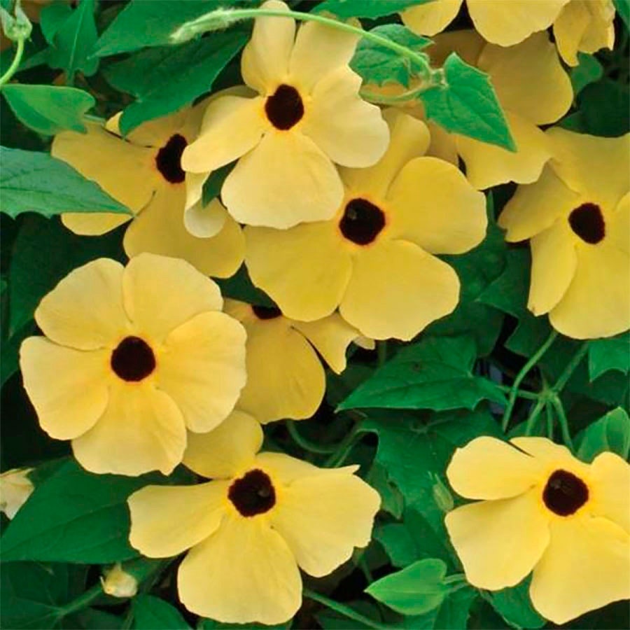 Susie™ Yellow Black-Eyed Susan Vine Thunbergia Seeds