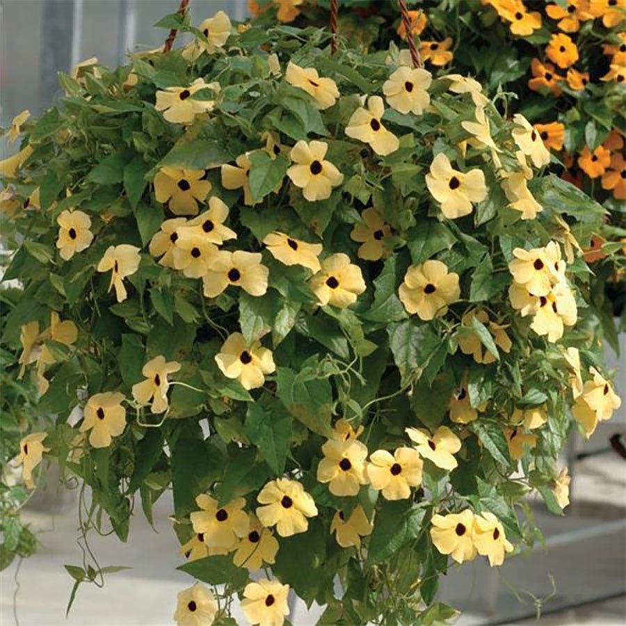 Susie™ Yellow Black-Eyed Susan Vine Thunbergia Seeds