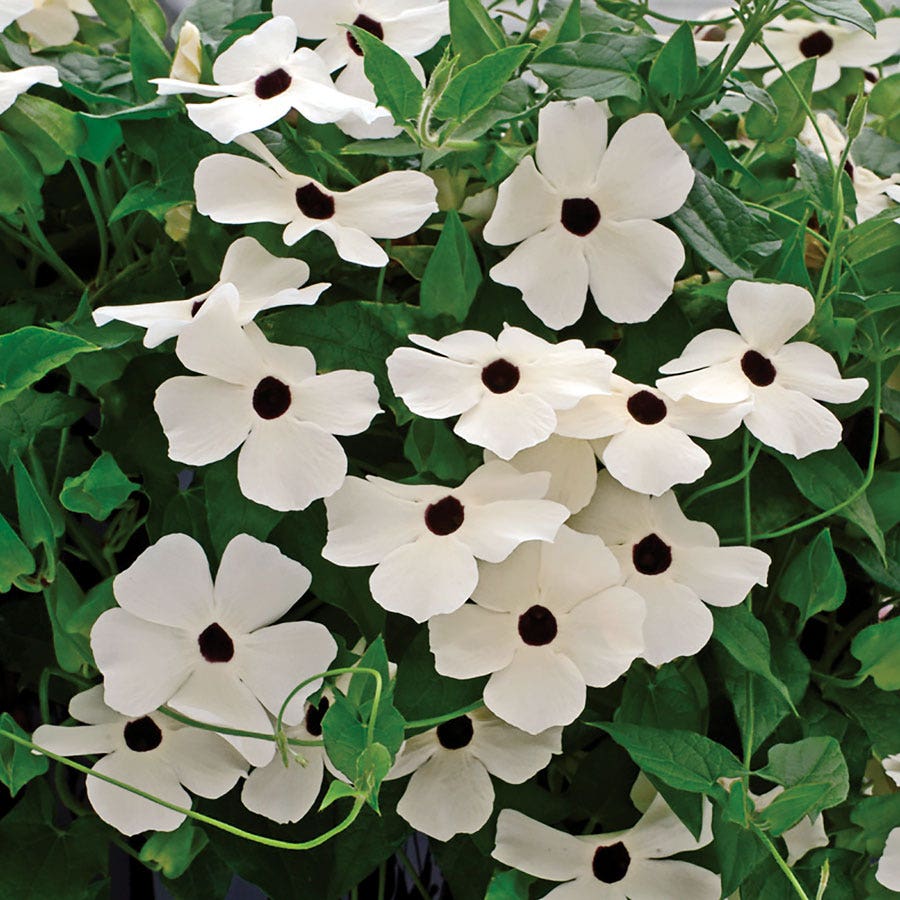 planting black eyed susan vine seeds Susie™ White Black-Eyed Susan Vine Thunbergia Seeds