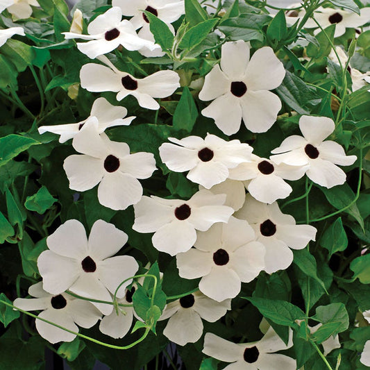 Susie™ White Black-Eyed Susan Vine Thunbergia Seeds