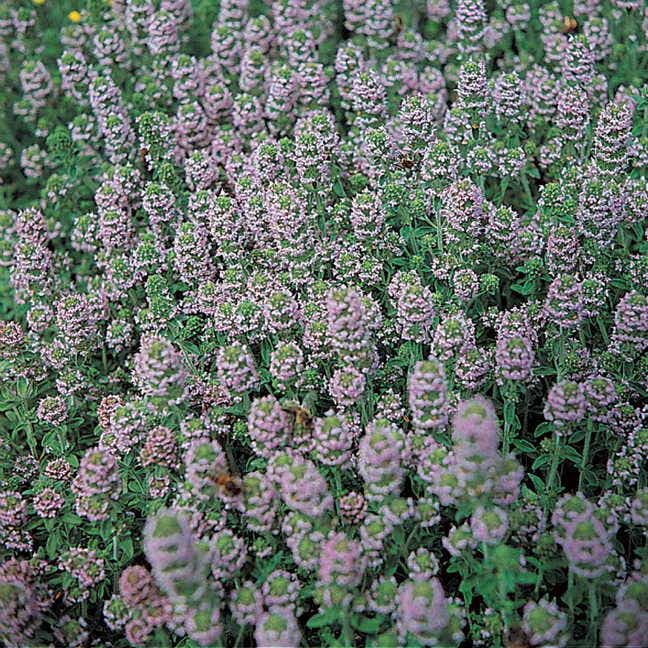 English Thyme Seeds