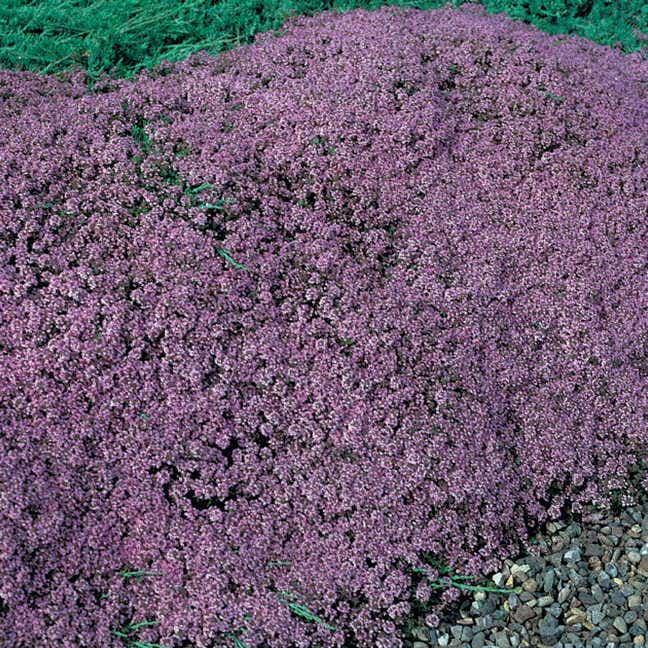 Mother of Thyme Seeds