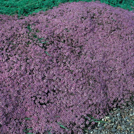 Mother of Thyme Seeds