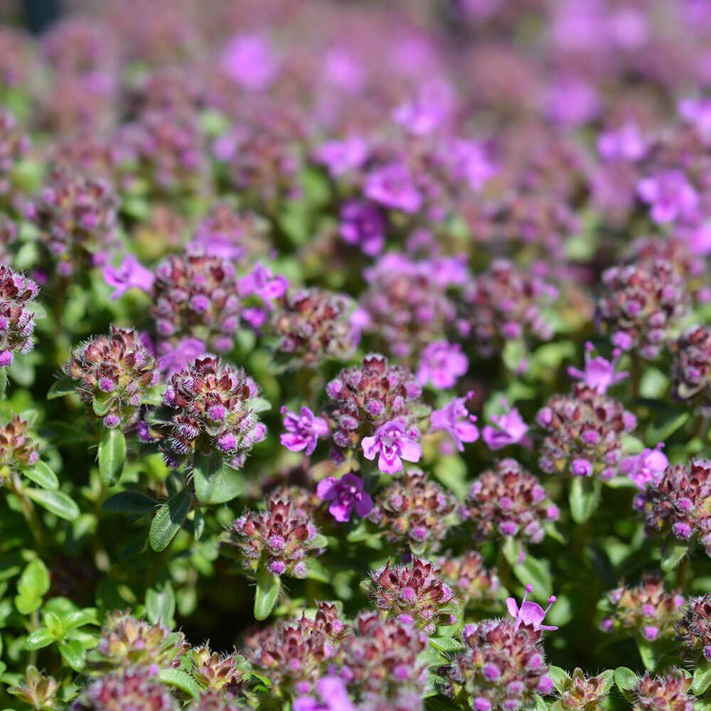 Mother of Thyme Seeds