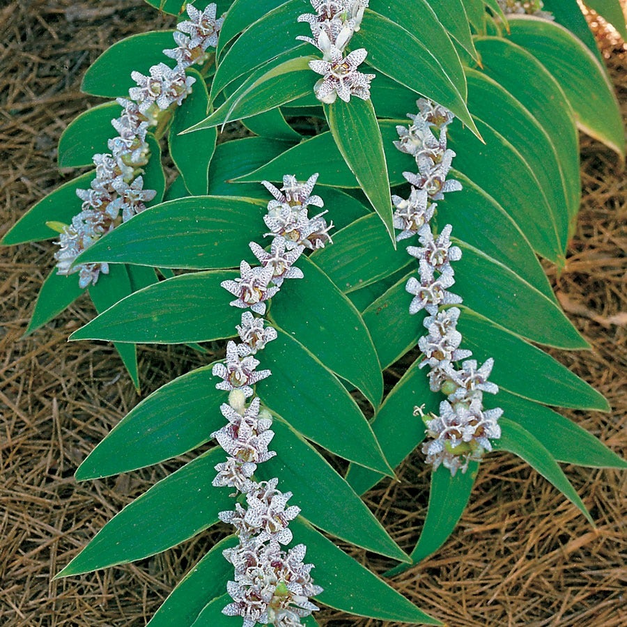 where are the seeds on a lily plant Miyazaki Toad Lily Perennial Seeds – Park Seed