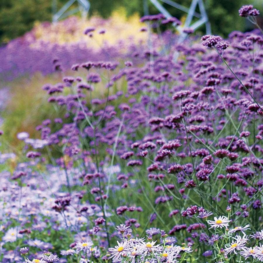 planting verbena seeds Finesse® Verbena Seeds