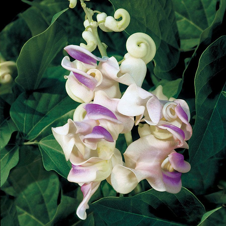 flower vine seeds Fragrant Corkscrew Vine Seeds