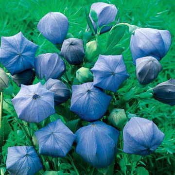 planting balloon flower seeds Komachi Balloon Flower Seeds