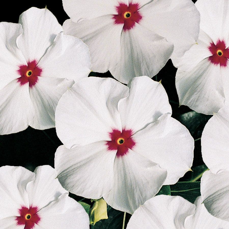 Pacifica Polka Dot Hybrid Vinca Seeds