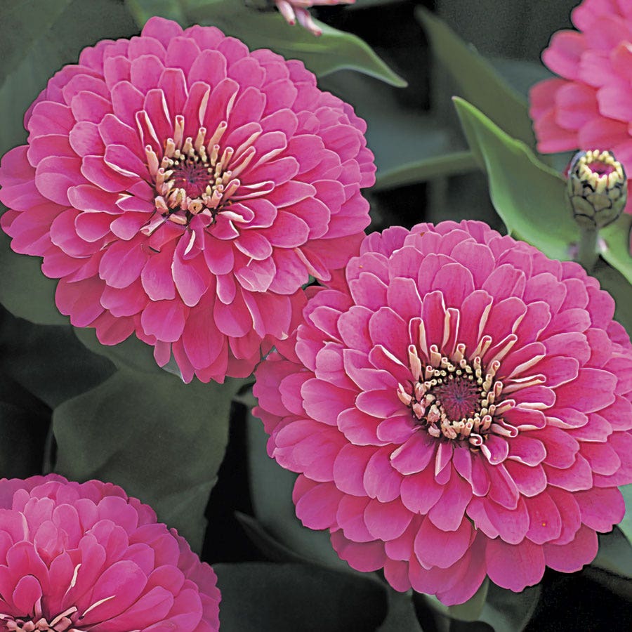 Dreamland™ Pink Zinnia Seeds - Hybrid