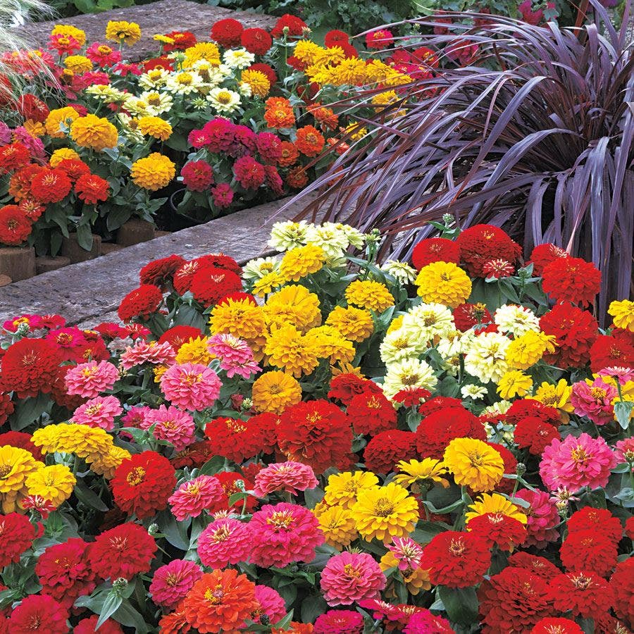 pennington zinnia garden seed blend Dreamland™ Mix Hybrid Zinnia Seeds – Park Seed