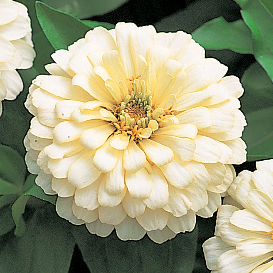 hybrid zinnia flower seeds Dreamland™ Ivory Hybrid Zinnia Seeds